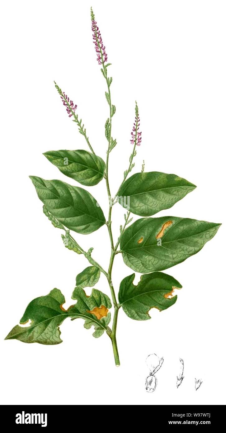 Desmodium Cut Out Stock Images & Pictures - Alamy