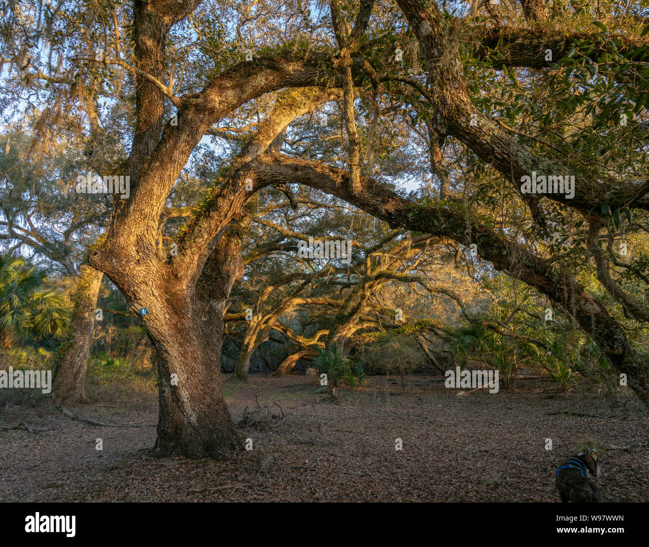 Live Oak tree canopy covering path at  Indian Lake State Forest, Florida Stock Photo
