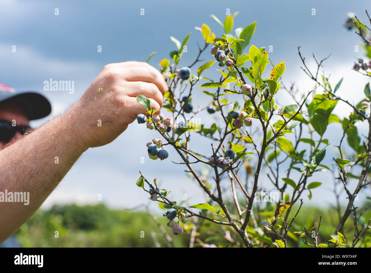 A man picks blueberries off a blueberry bush at a blueberry farm Stock