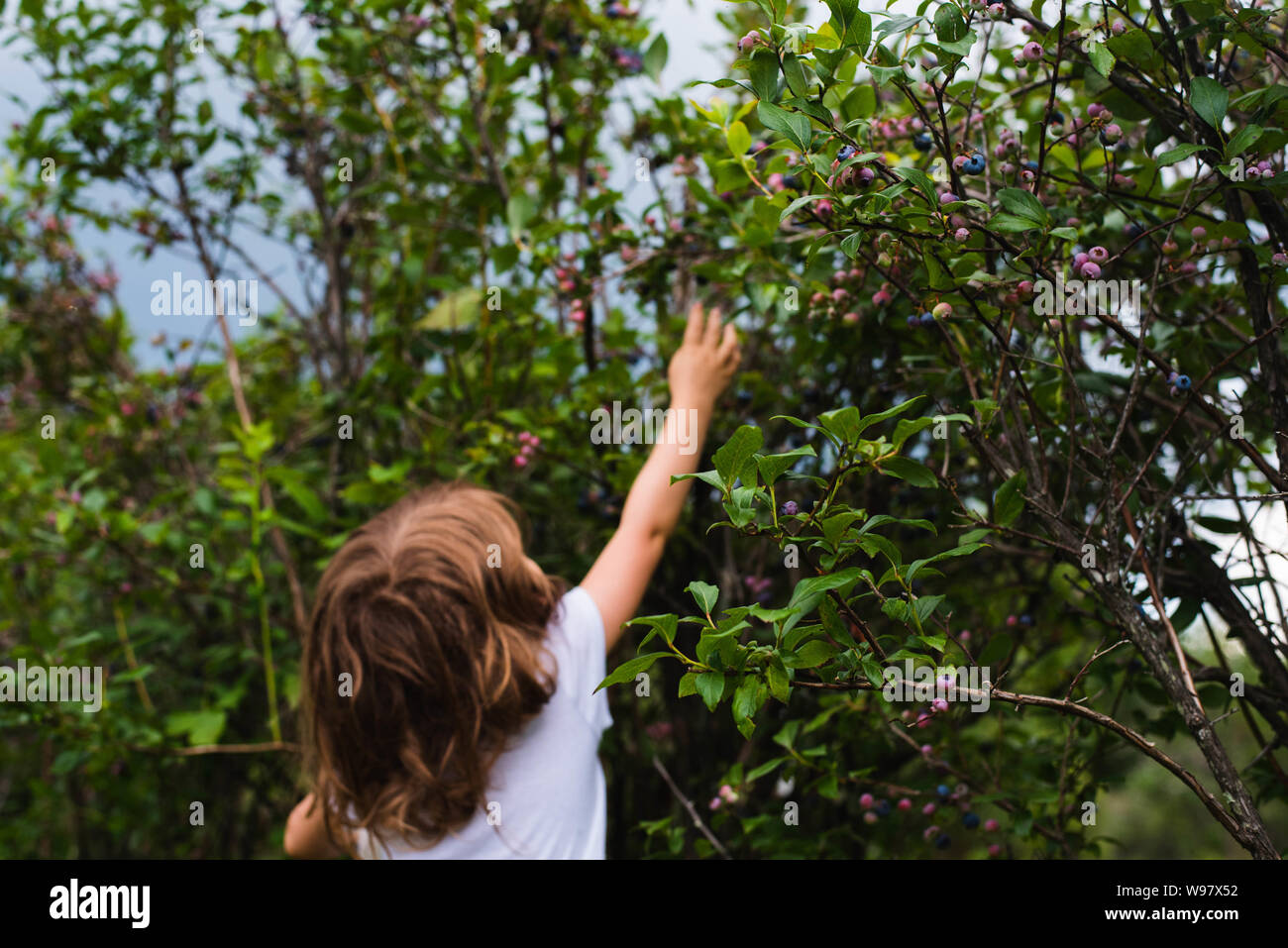 A young girl reaches for blueberries on a blueberry bush at a blueberry