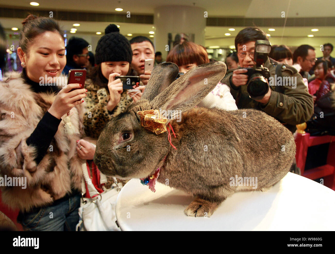 Local Chinese residents take photos of the German giant rabbit Herman ...