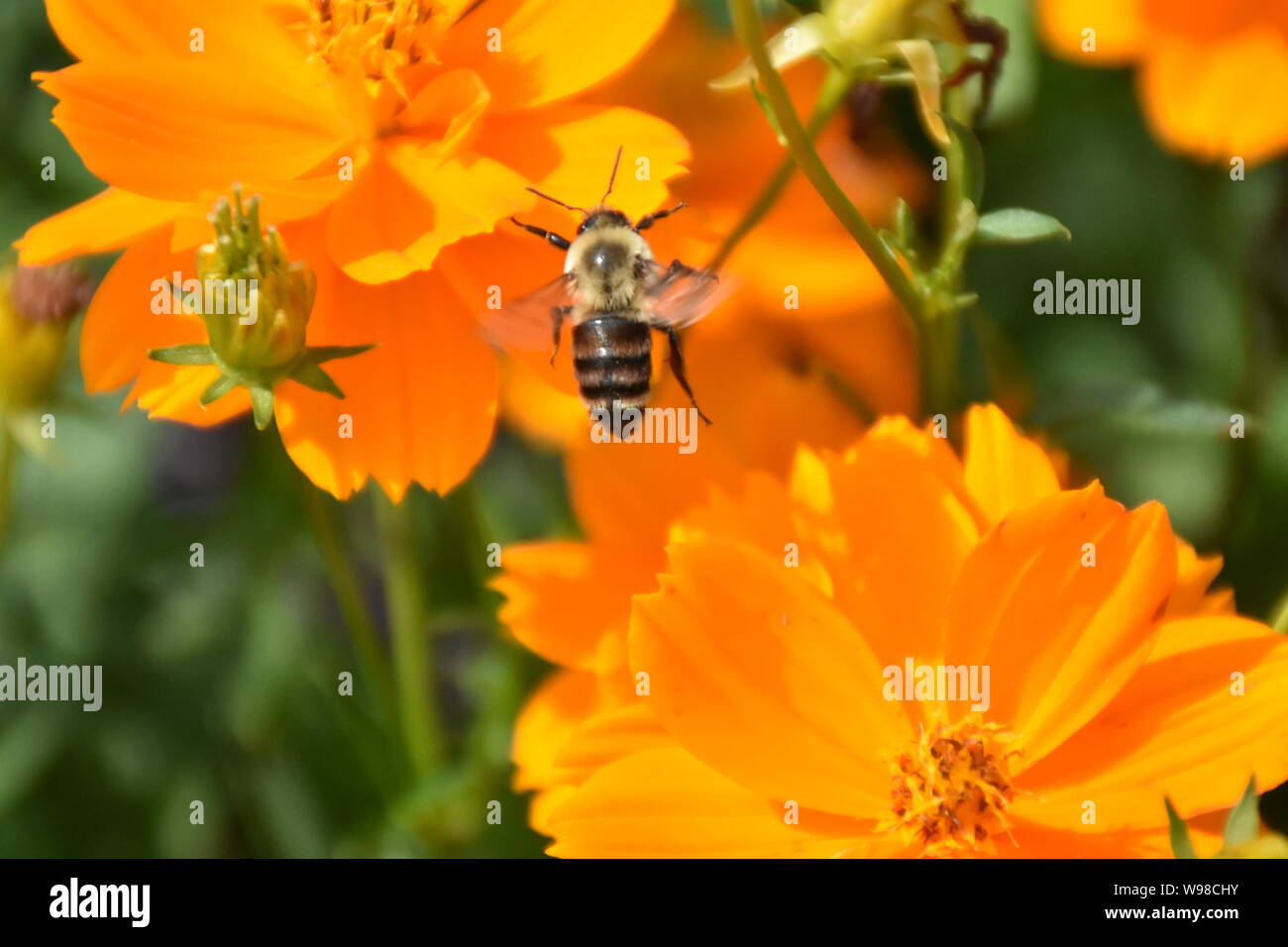 I created this macro Picture of a bee on a flower or bees on a flower to practice my macro photography skills.Honey Bees are important to melittology. Stock Photo