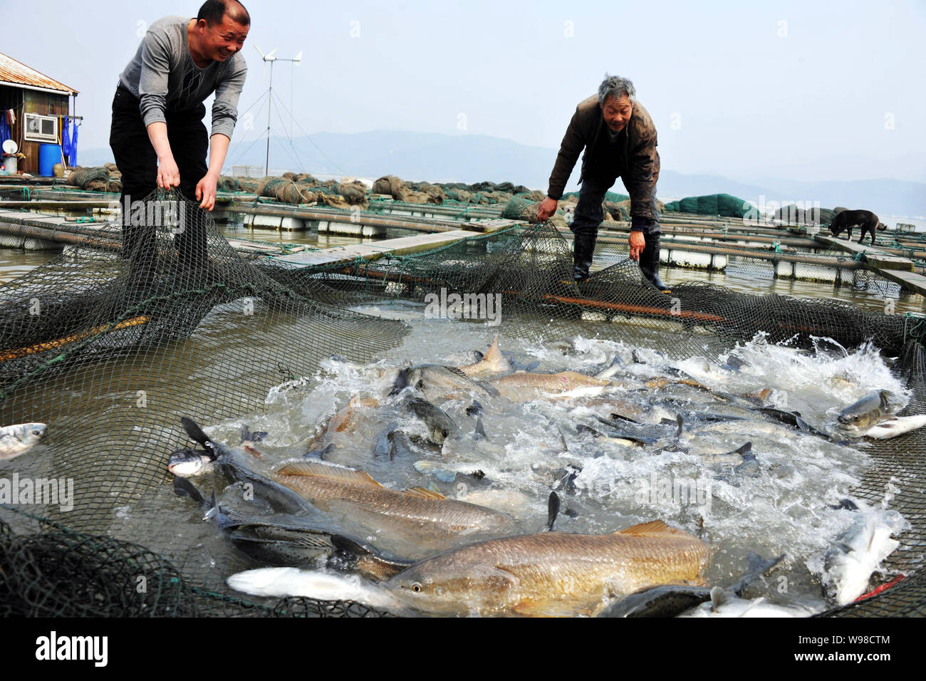 FILE--Chinese farmers net fish at a fish farm in Ninghai city, east Chinas  Zhejiang province, 24 March 2011. Nearly half of the fish consumed arou  Stock Photo - Alamy