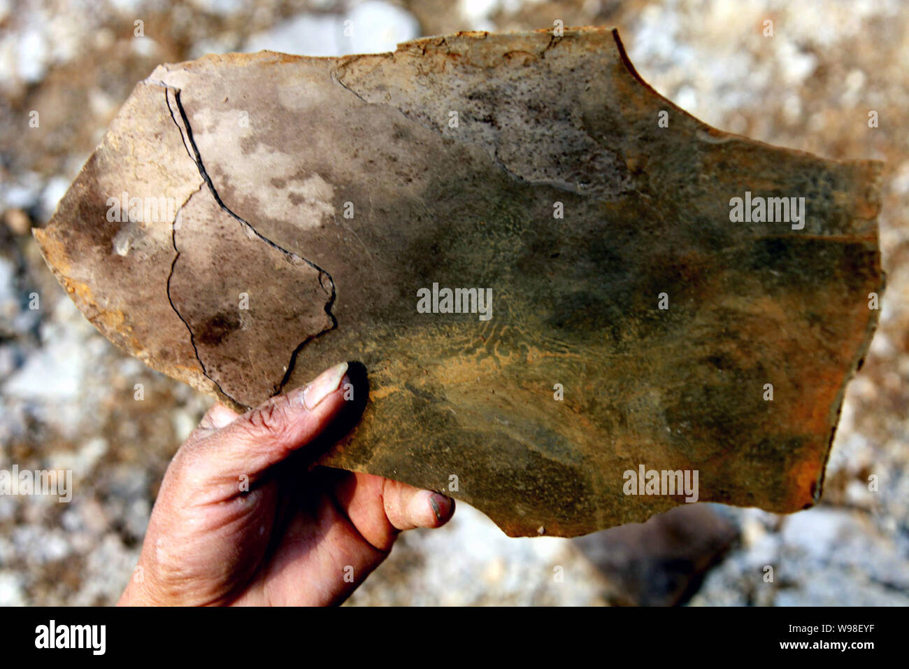 View of a plant fossil in Xiuning county, Huangshan city, east Chinas Anhui Province, February 18, 2011.   Paleontologists in China have unearthed tho Stock Photo