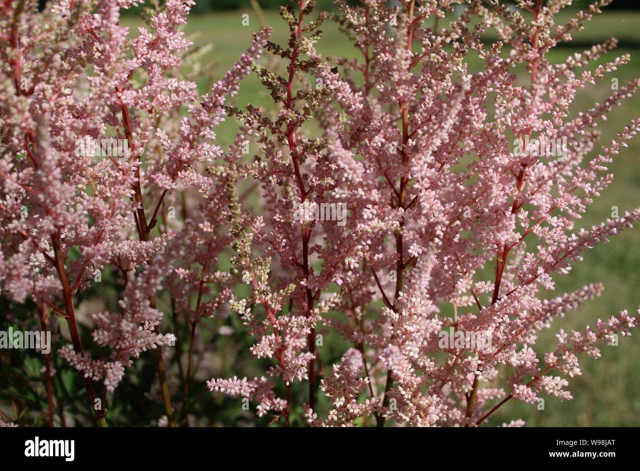 Pink Astilbe In Bloom Stock Photo - Alamy