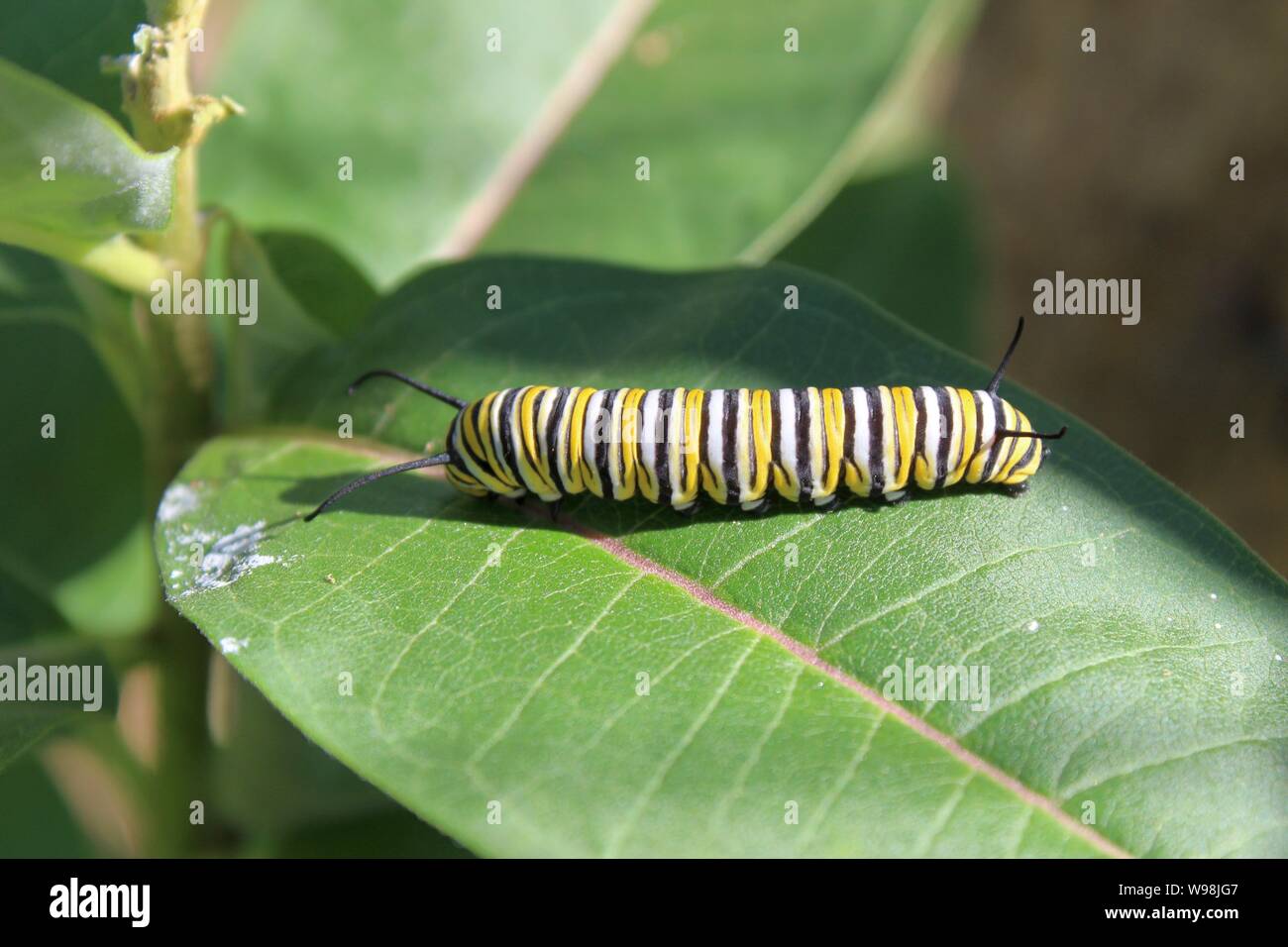 A Monarch Caterpillar Eating Milkweed and Growing Bigger Stock Photo