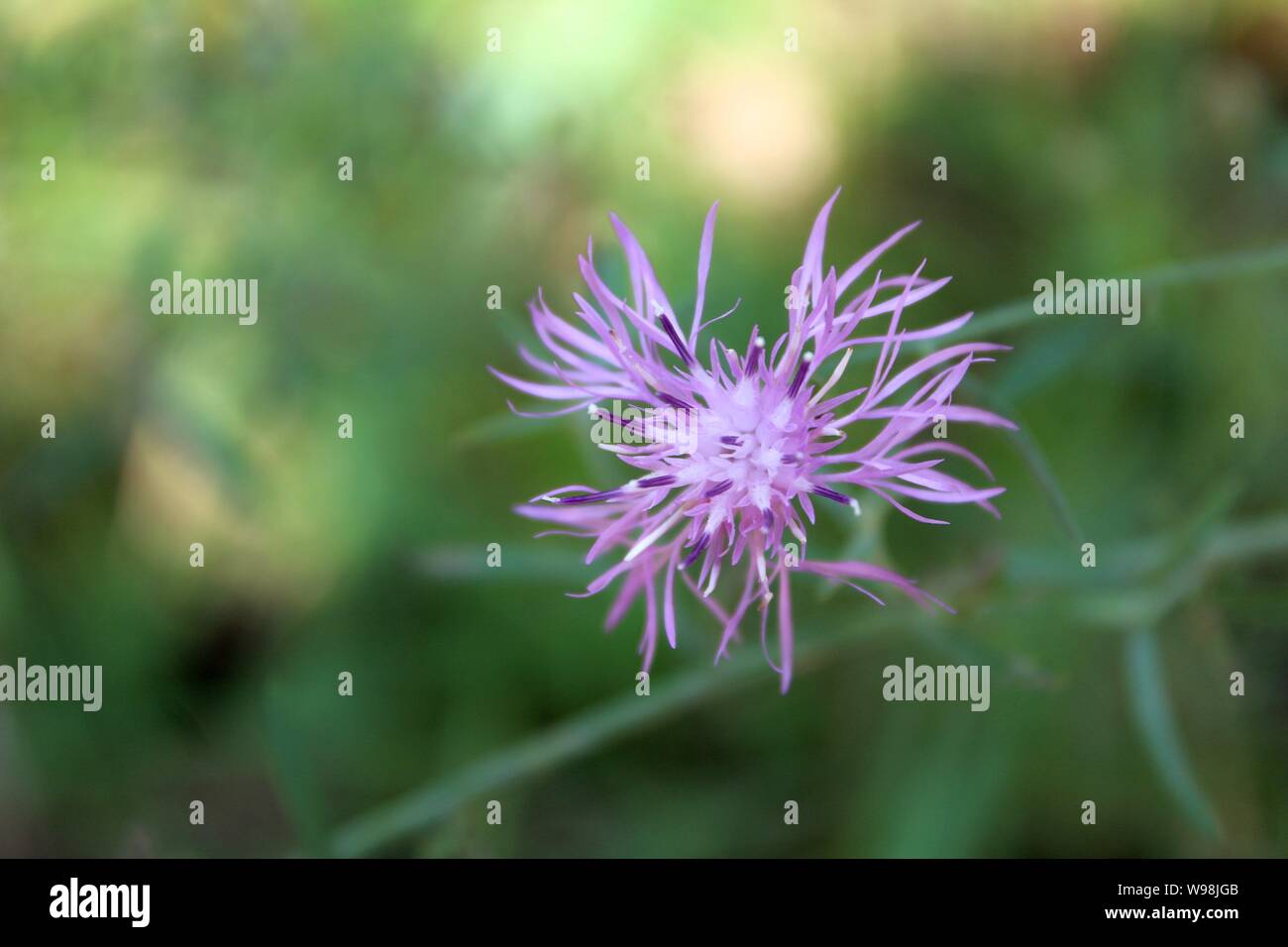 Close Up Of Spotted Knapweed, An Invasive Weed In Michigan Stock Photo