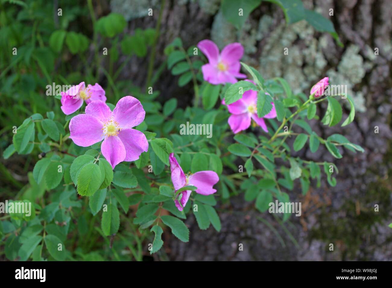 Wild Roses Blooming Next To A Tree Stock Photo