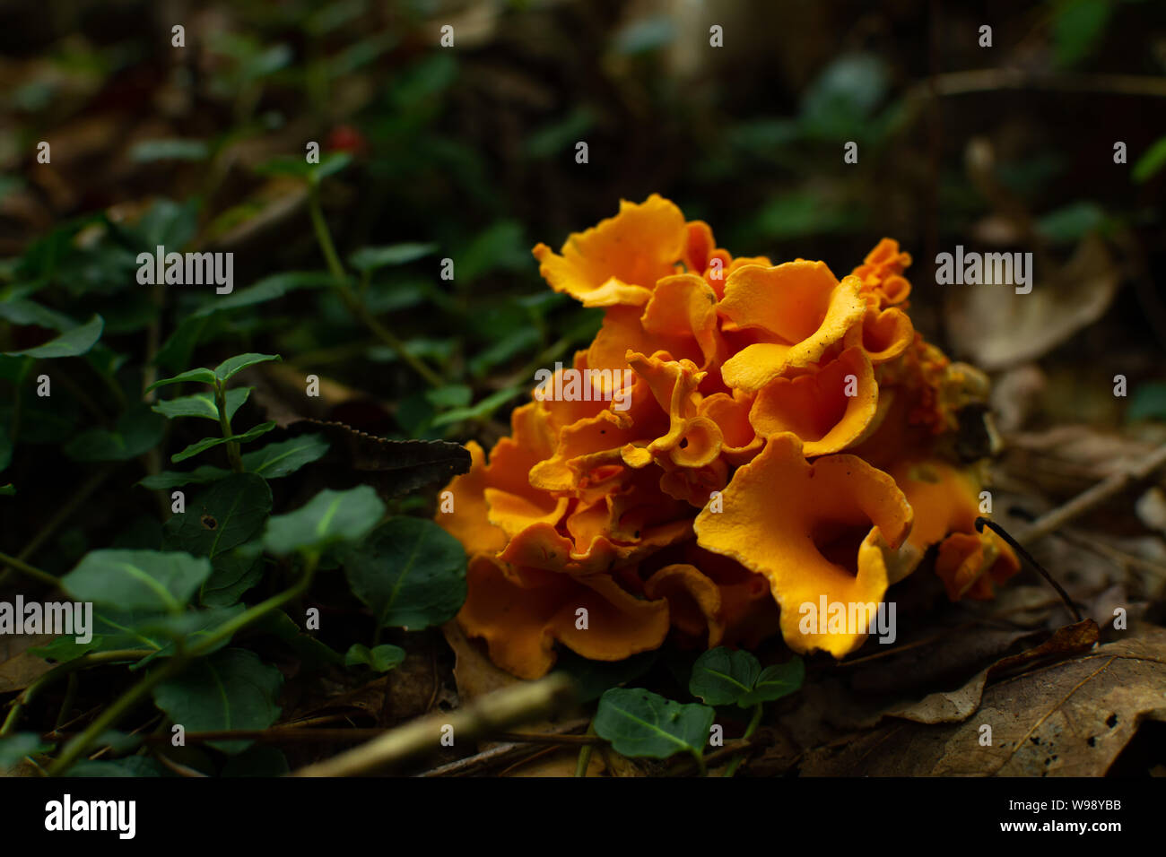 Wild fragrant chanterelle mushrooms. Smoky Mountains National Park, Tennessee, USA Stock Photo