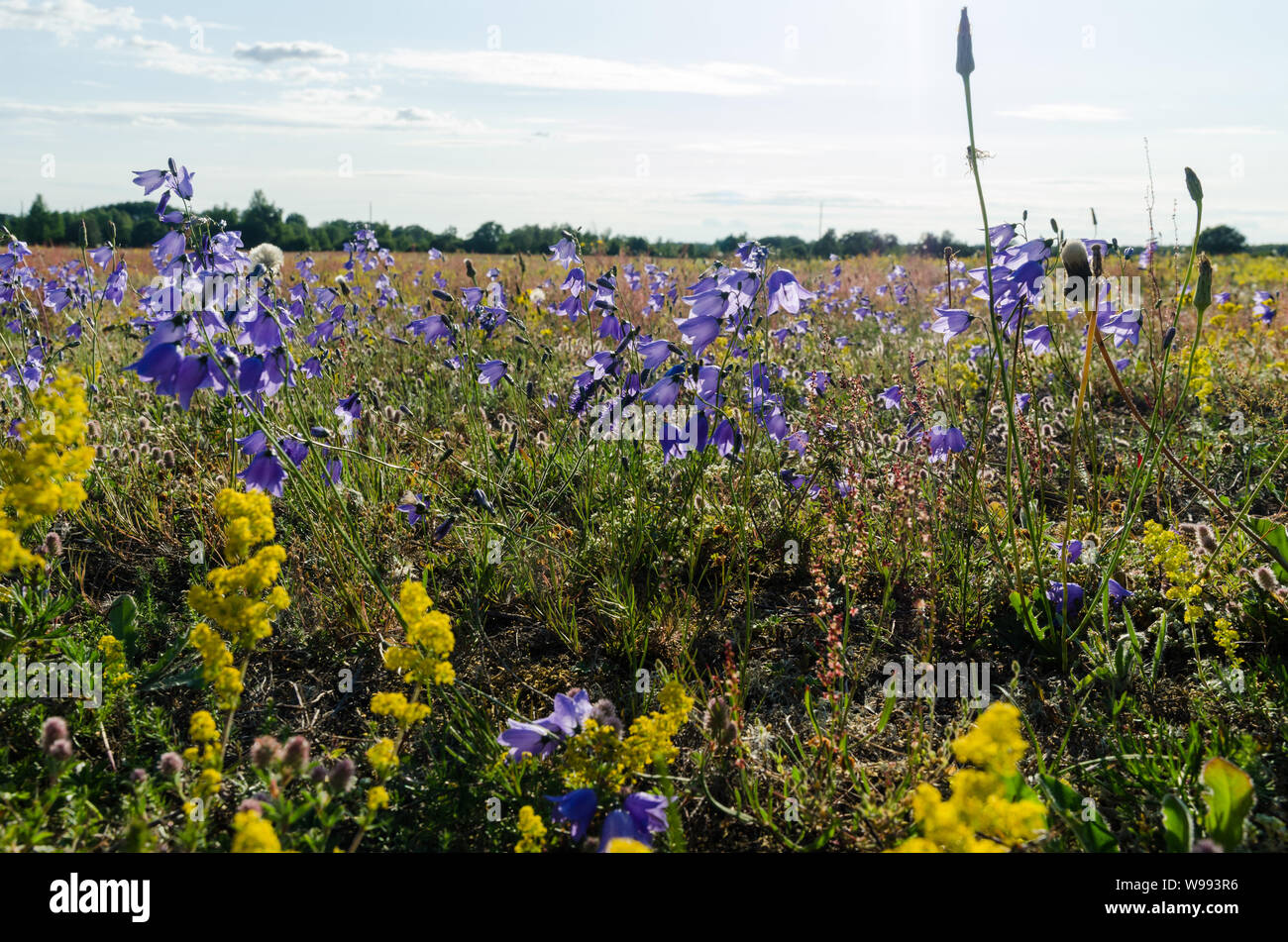 Summer sweden flowers hi-res stock photography and images - Page 11 - Alamy