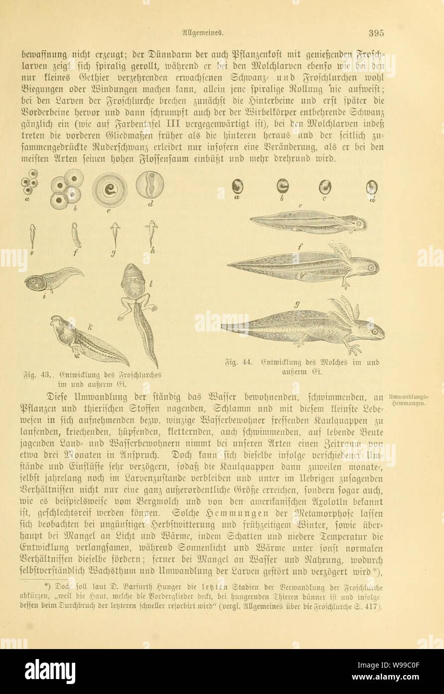 Deutschlands Amphibien und Reptilien (Page 395, Figs. 43-44) Stock Photo