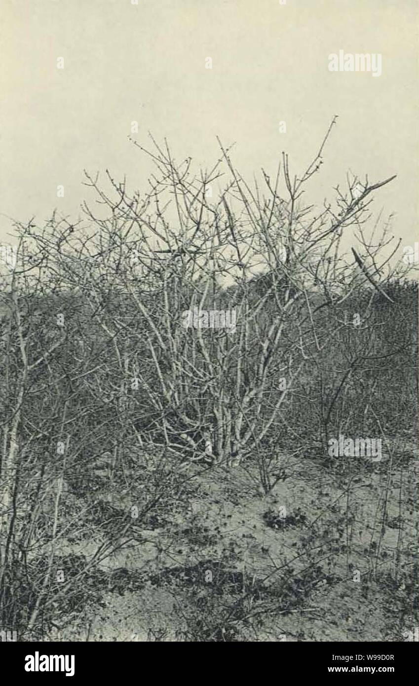 Deutsch-Ostafrika, Zentrales Steppengebiet (Busse) - Tafel 43(2) - Strophanthus eminii. Stock Photo