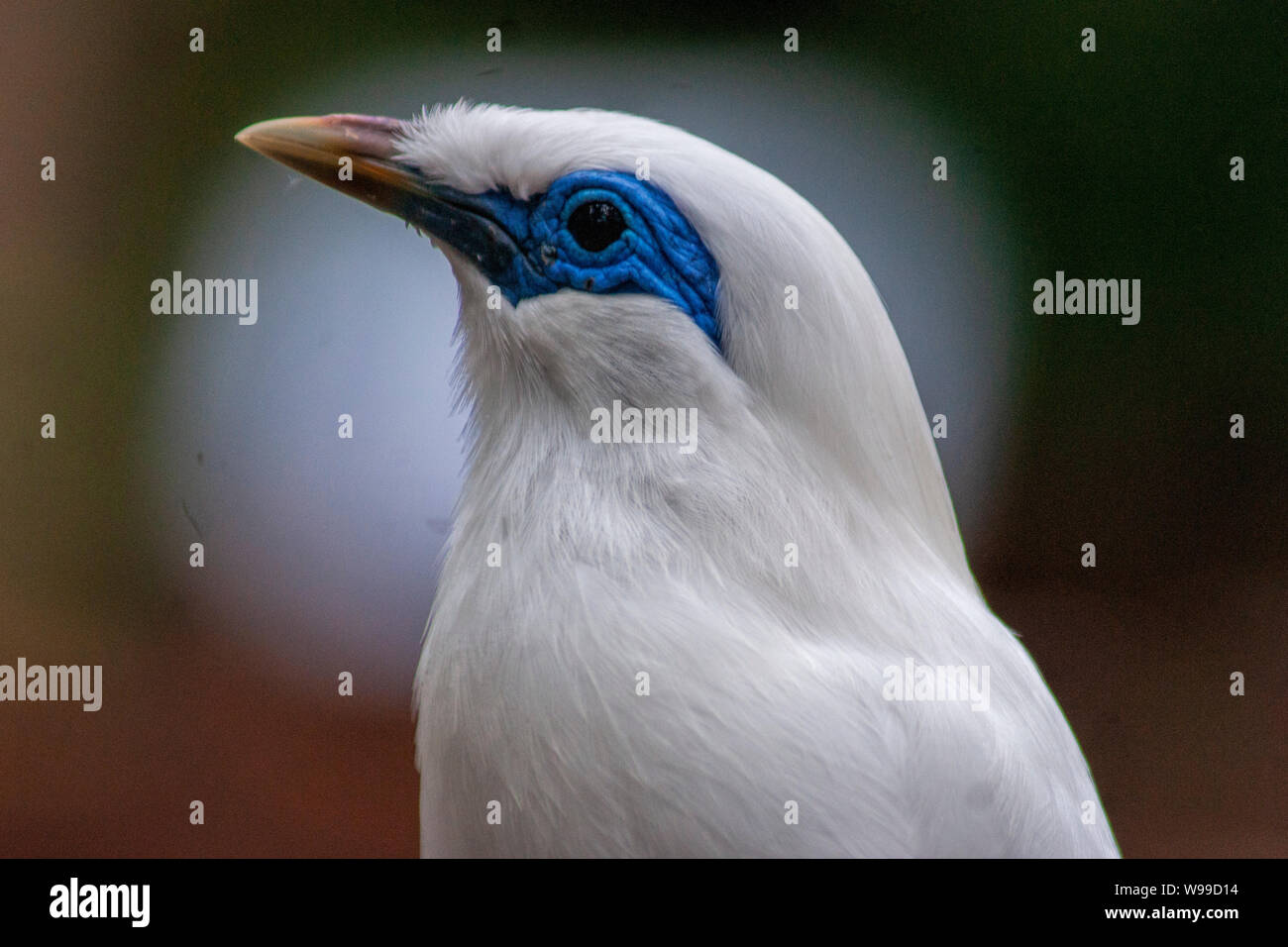 Closeup of a Bali Mynah showing it's blue facial skin against it's white plumage Stock Photo