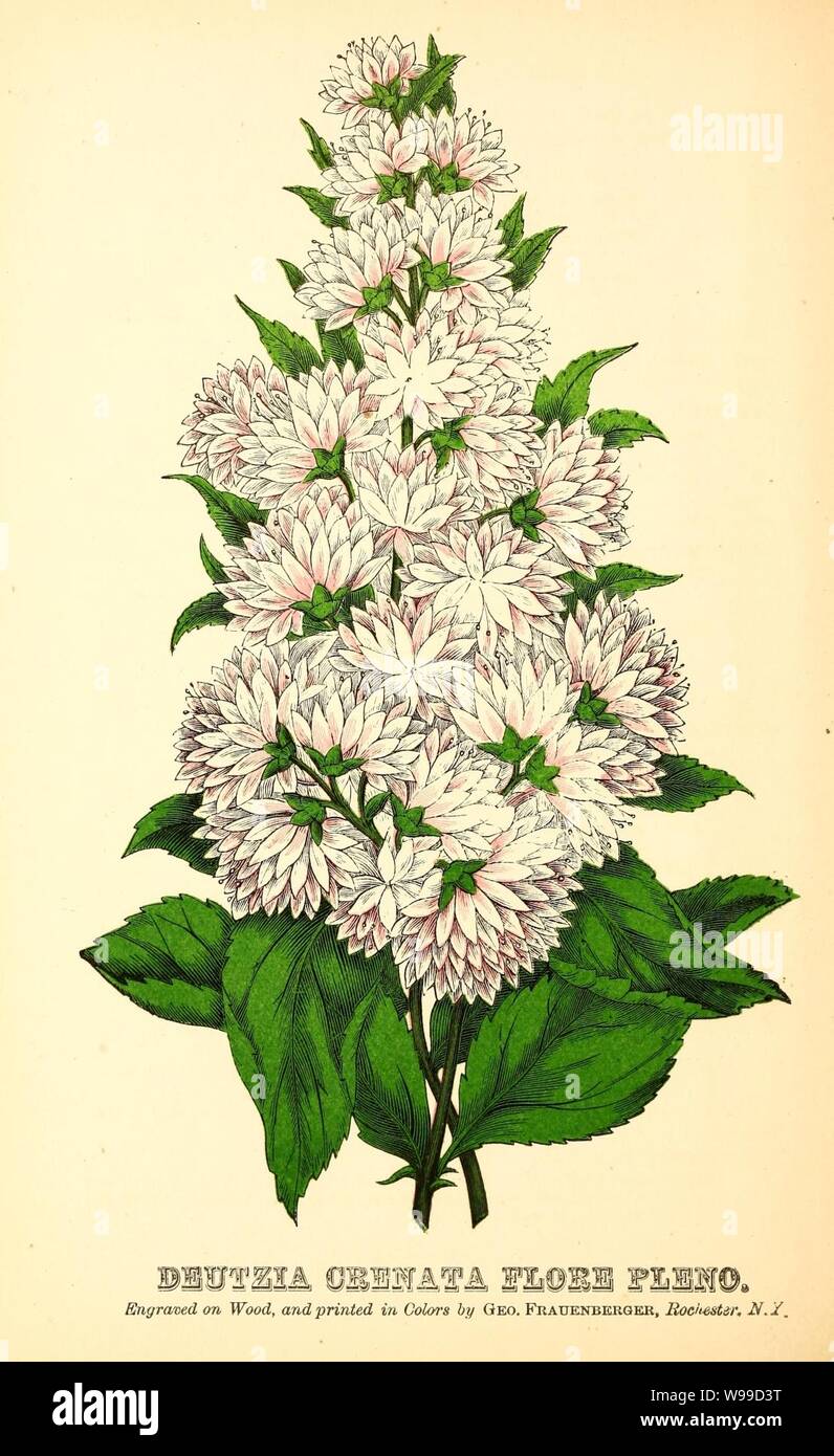 Deutzia crenata 'Flore Pleno' from Frost & Co. 1875 Catalog. Stock Photo