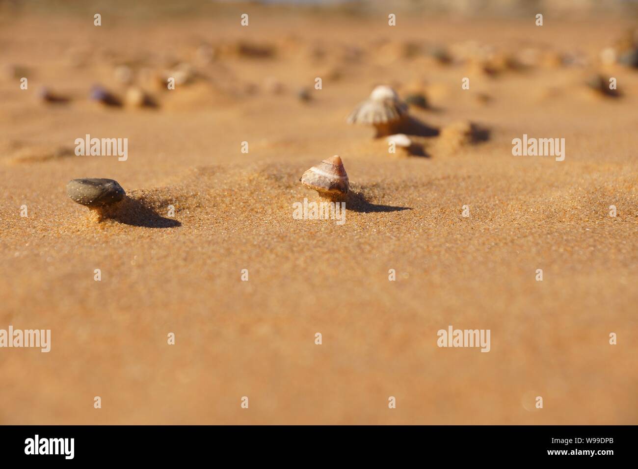 Close up of shells on the beach during high winds Stock Photo