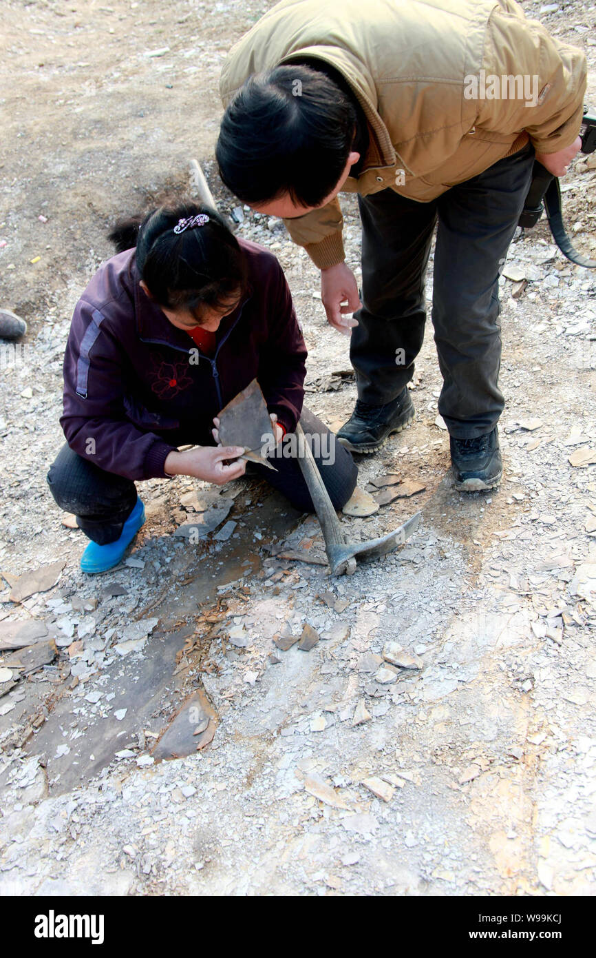 Chinese paleontologists check a plant fossil in Xiuning county, Huangshan city, east Chinas Anhui Province, February 18, 2011.   Paleontologists in Ch Stock Photo