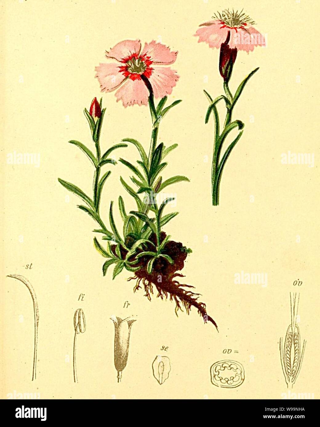 Dianthus alpinus Atlas Alpenflora. Stock Photo