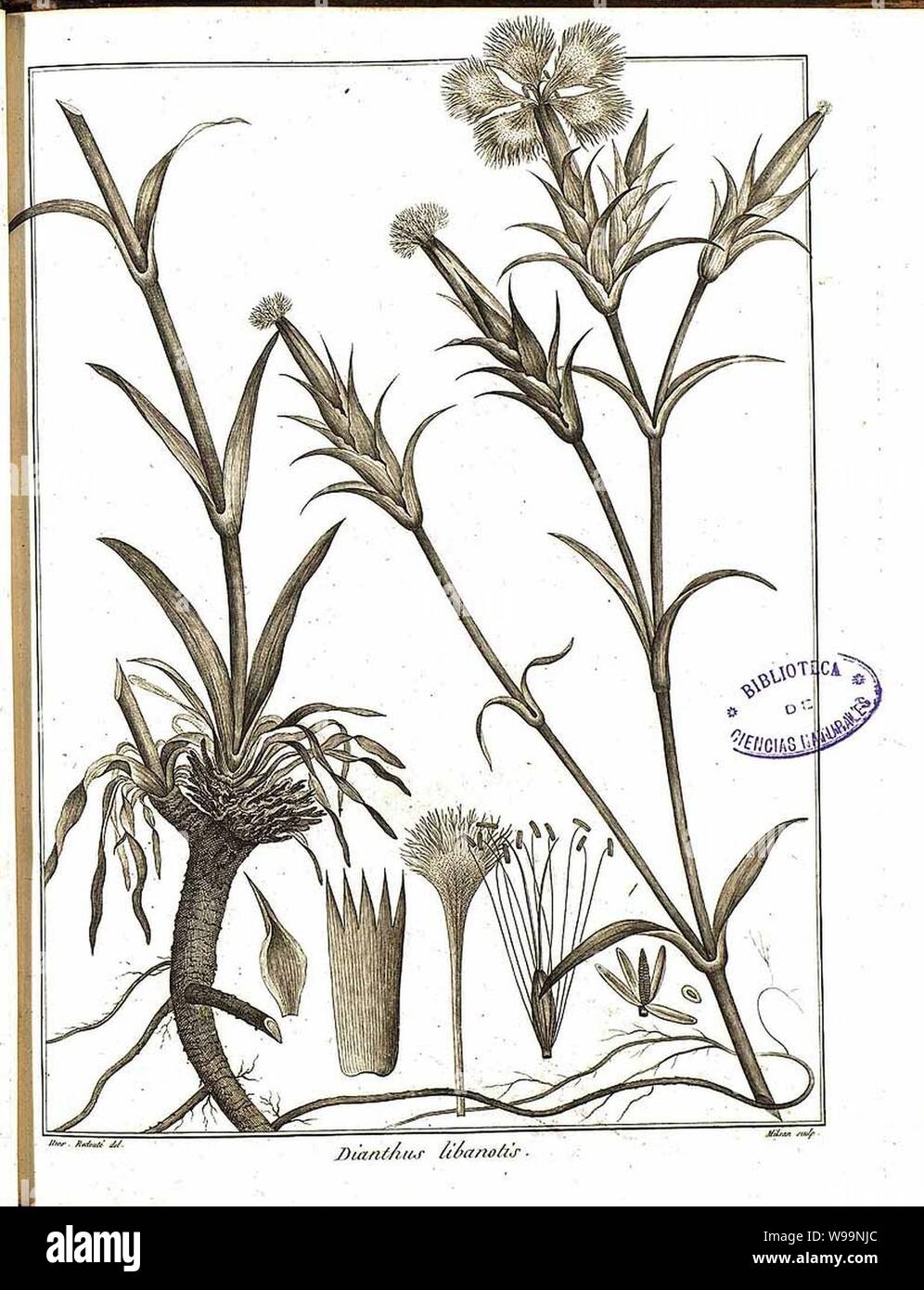 Dianthus libanotis illustration. Stock Photo