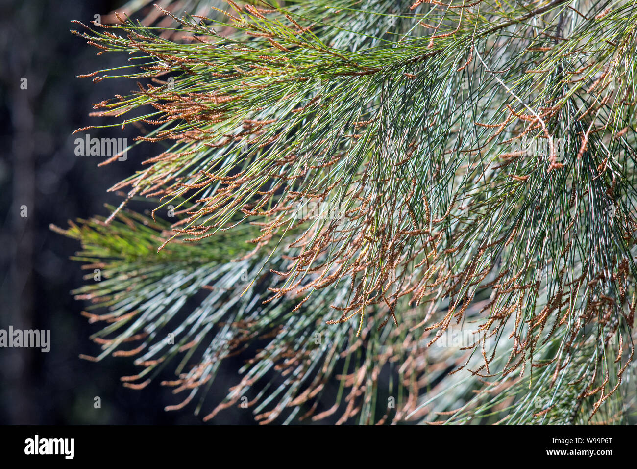 Male She Oak Tree showing pollen Stock Photo Alamy