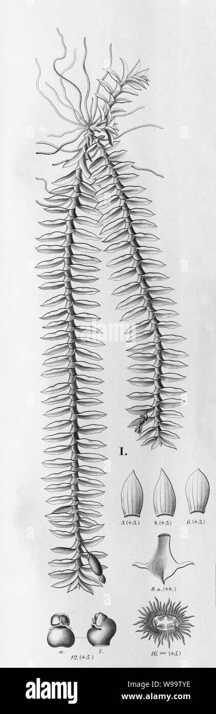 Dichaea pendula Dichaea graminoides Fl.Br. 36102 cropped 1