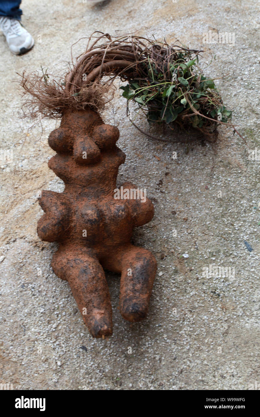 A human shaped fleece flower root, also known as ho shou wu or foti in
