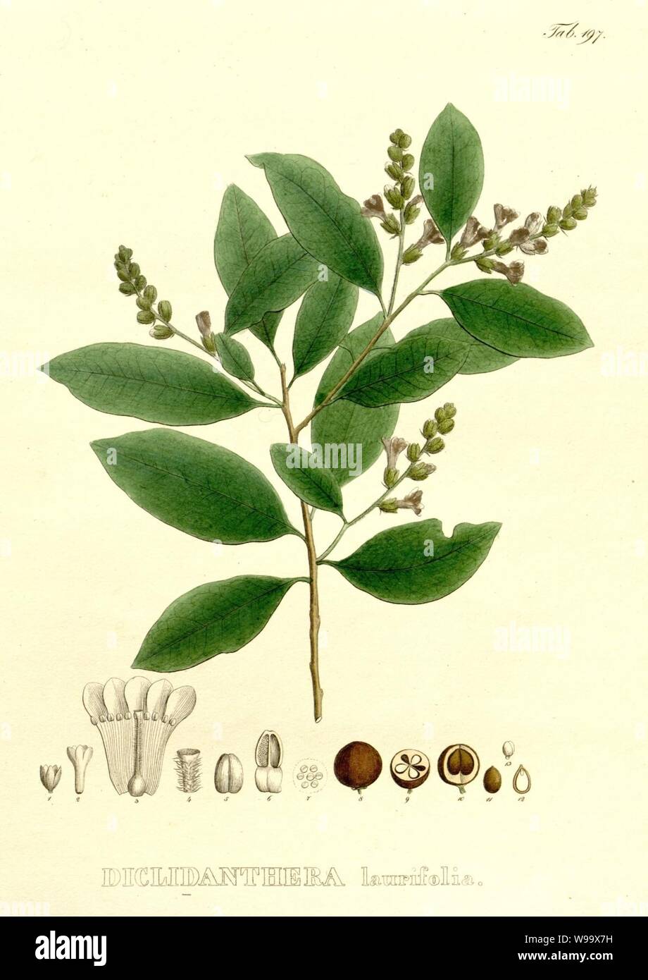 Diclidanthera laurifolia Martius Nov. Gen. Sp. Pl. 2, t. 197. Stock Photo