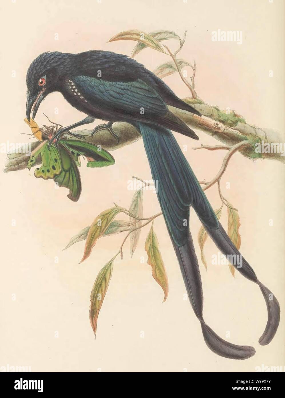 Dicranostreptus megarhynchus - The Birds of New Guinea (cropped). Stock Photo