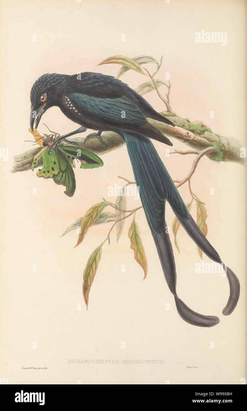 Dicranostreptus megarhynchus - The Birds of New Guinea. Stock Photo