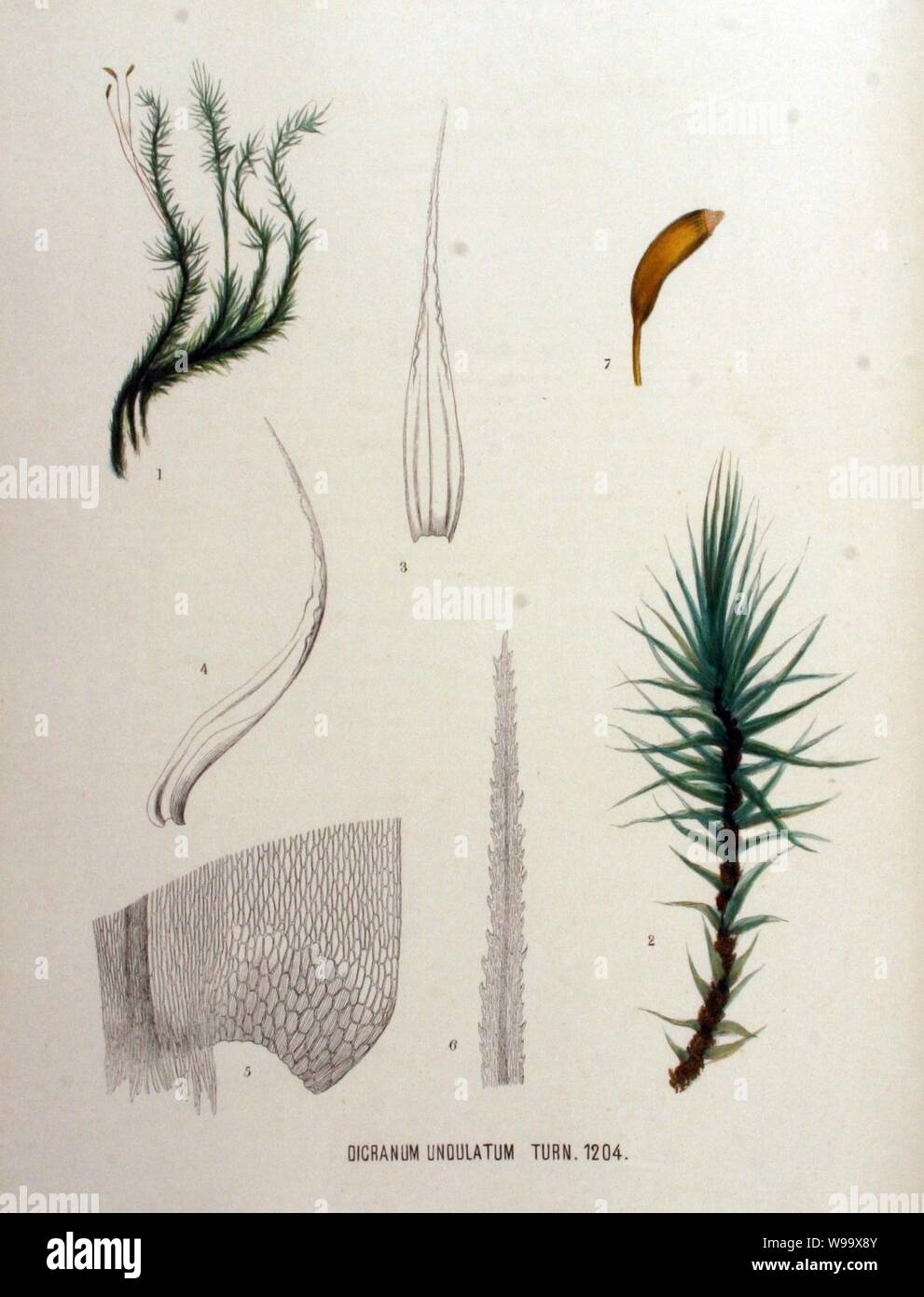 Dicranum undulatum — Flora Batava — Volume v16. Stock Photo