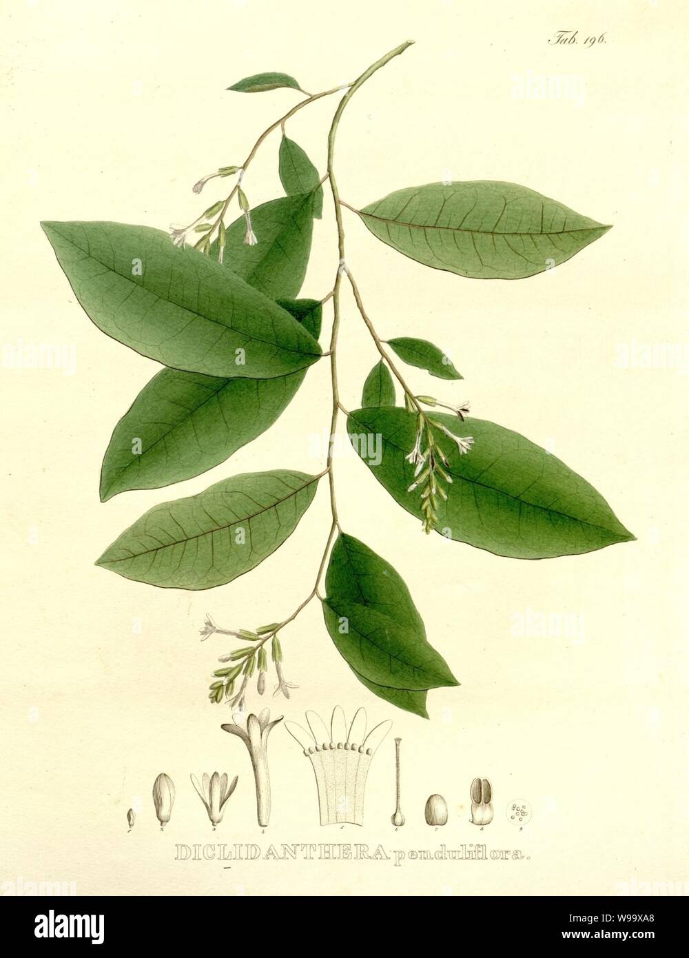 Diclidanthera penduliflora Martius Nov. Gen. Sp. Pl. 2, t. 196. Stock Photo