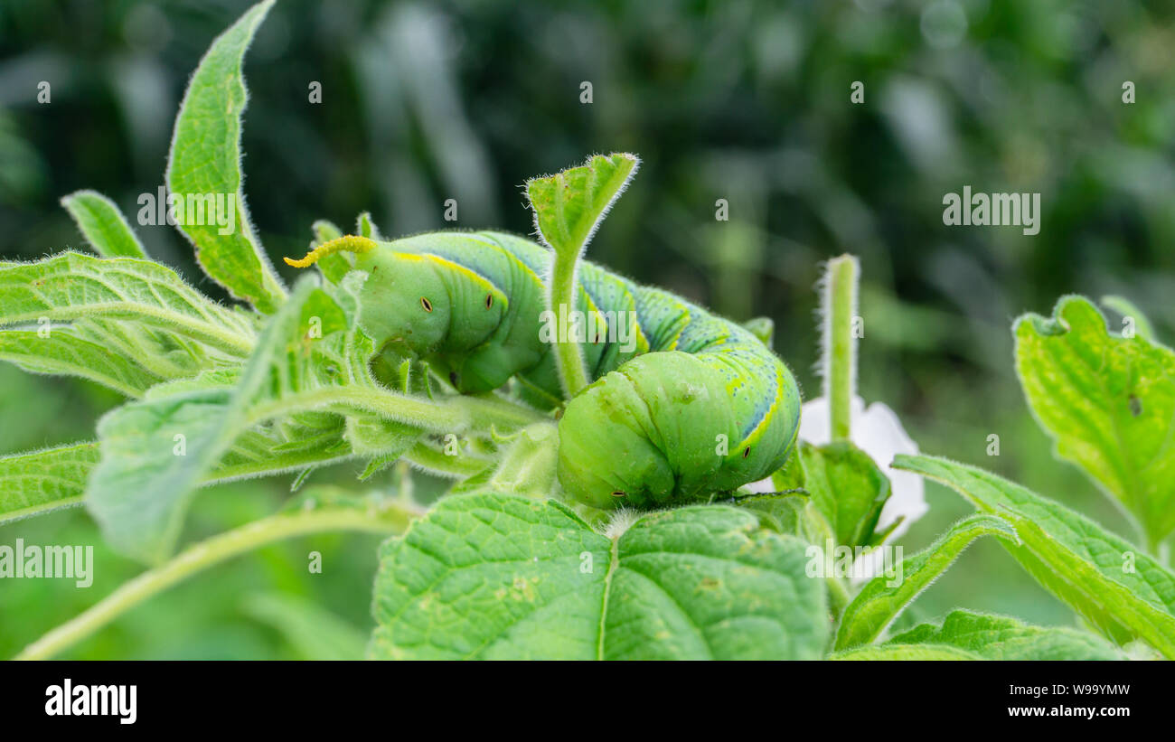 Green caterpillar'Daphnis nerii' on the leaves of Sesame tree. Stock Photo