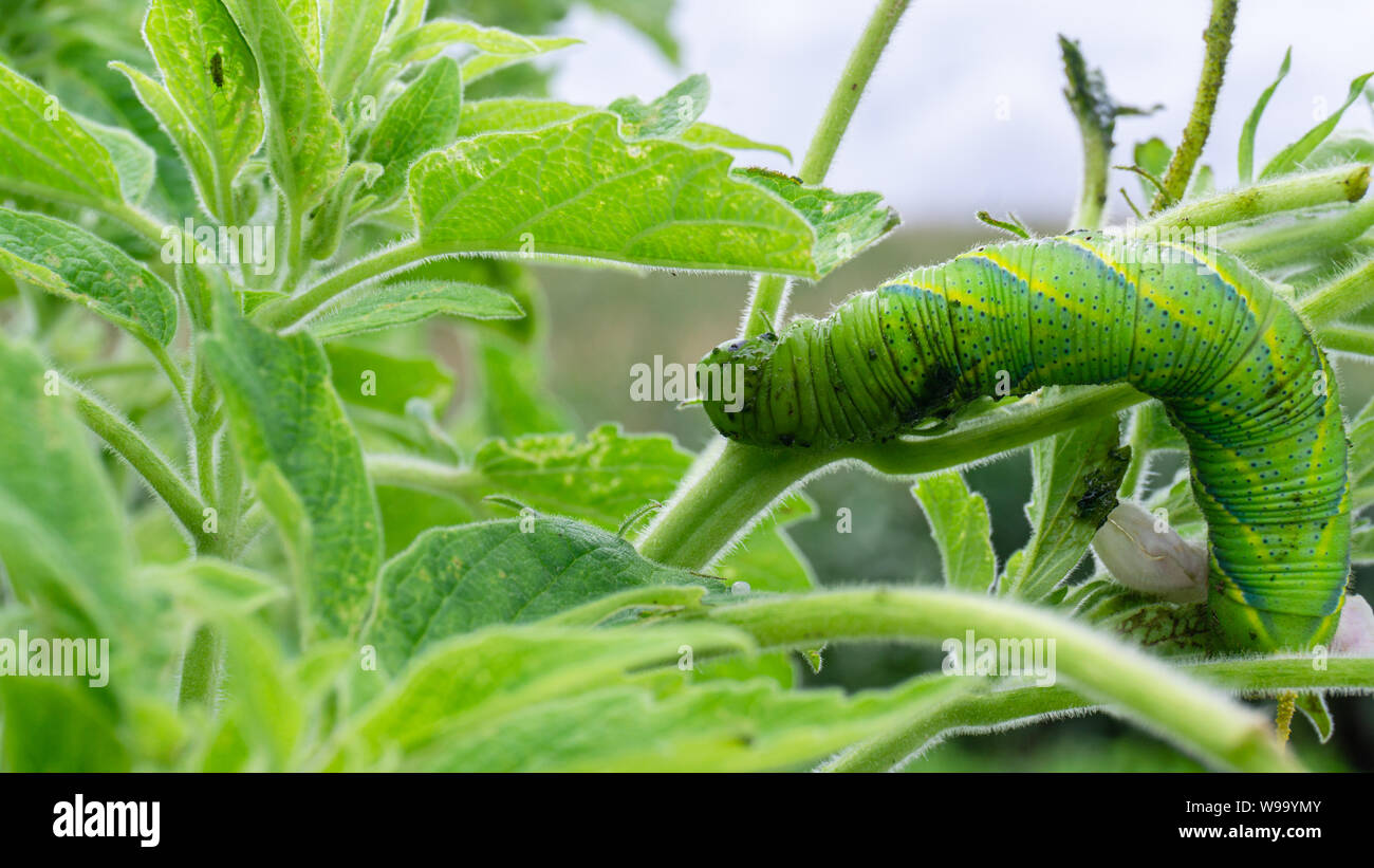 Green caterpillar'Daphnis nerii' on the leaves of Sesame tree. Stock Photo
