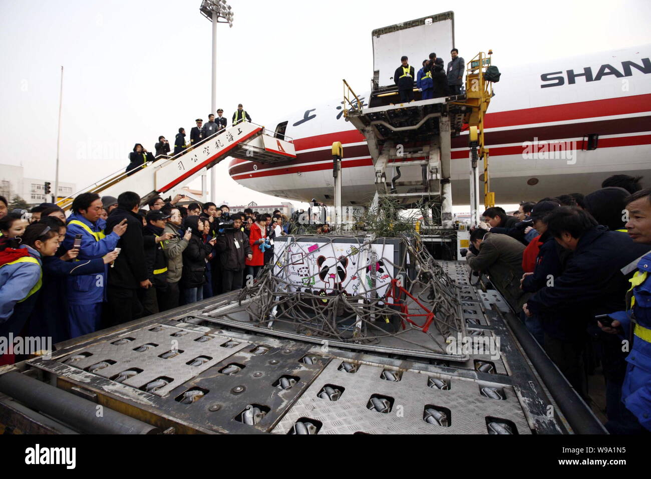 Giant pandas from Bifengxia Base of the Wolong Giant Panda Reserve Center are unloaded from a plane at the Hongqiao International Airport in Shanghai, Stock Photo