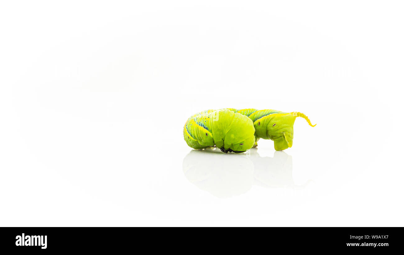 Green caterpillar'Daphnis nerii' on isolated white background. Stock Photo