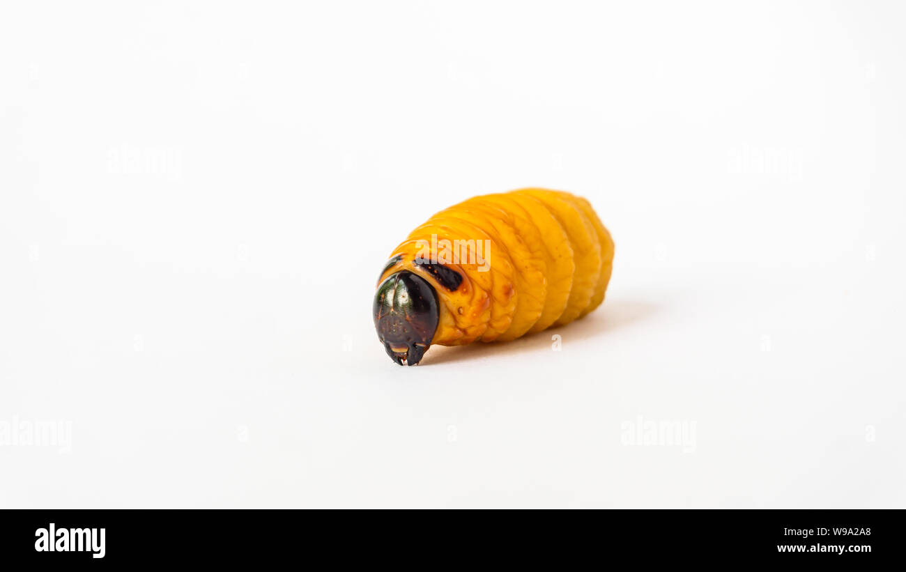 Rhynchophorus ferrugineus on white bavkground Stock Photo - Alamy