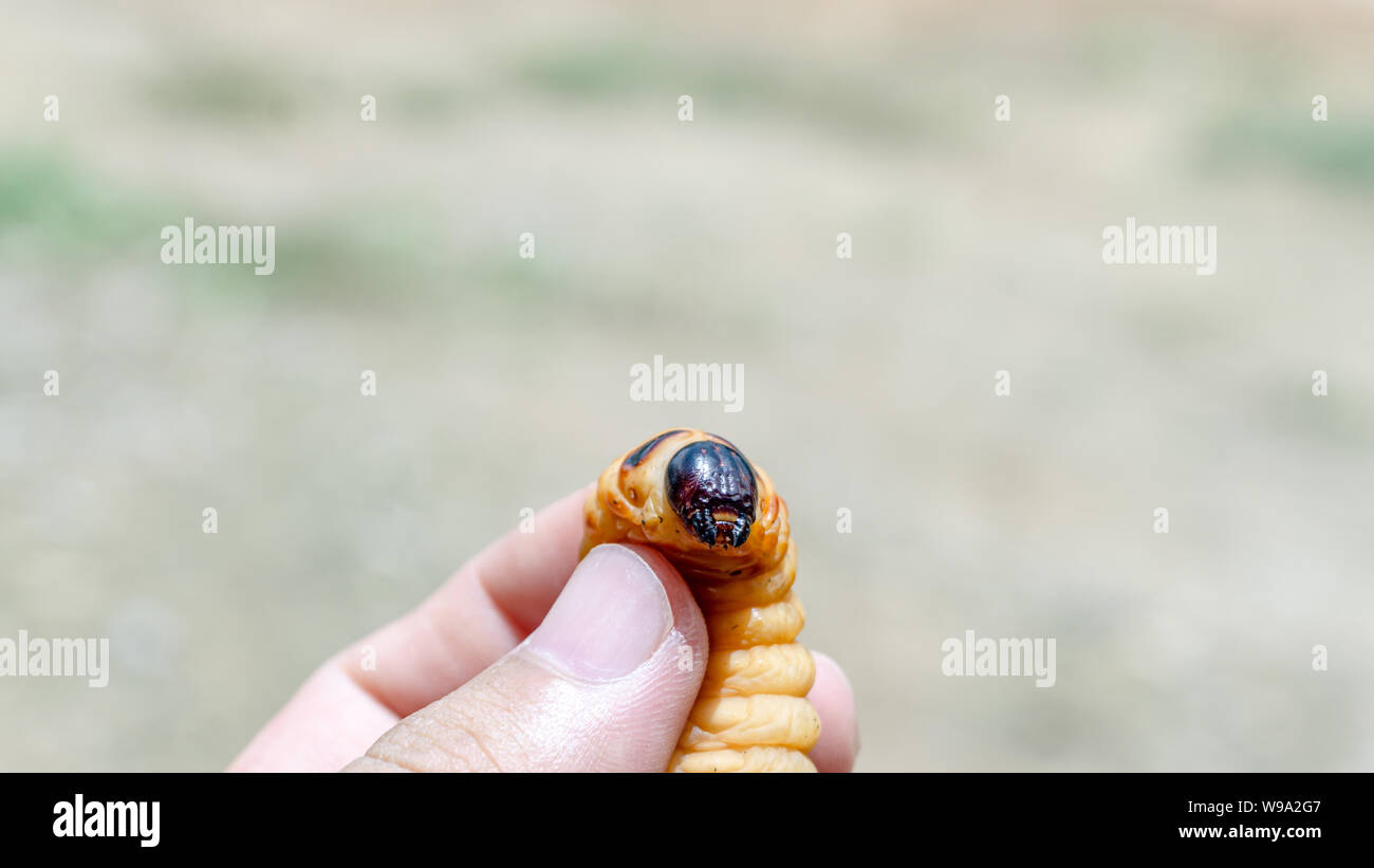 Bamboo worm hi-res stock photography and images - Alamy