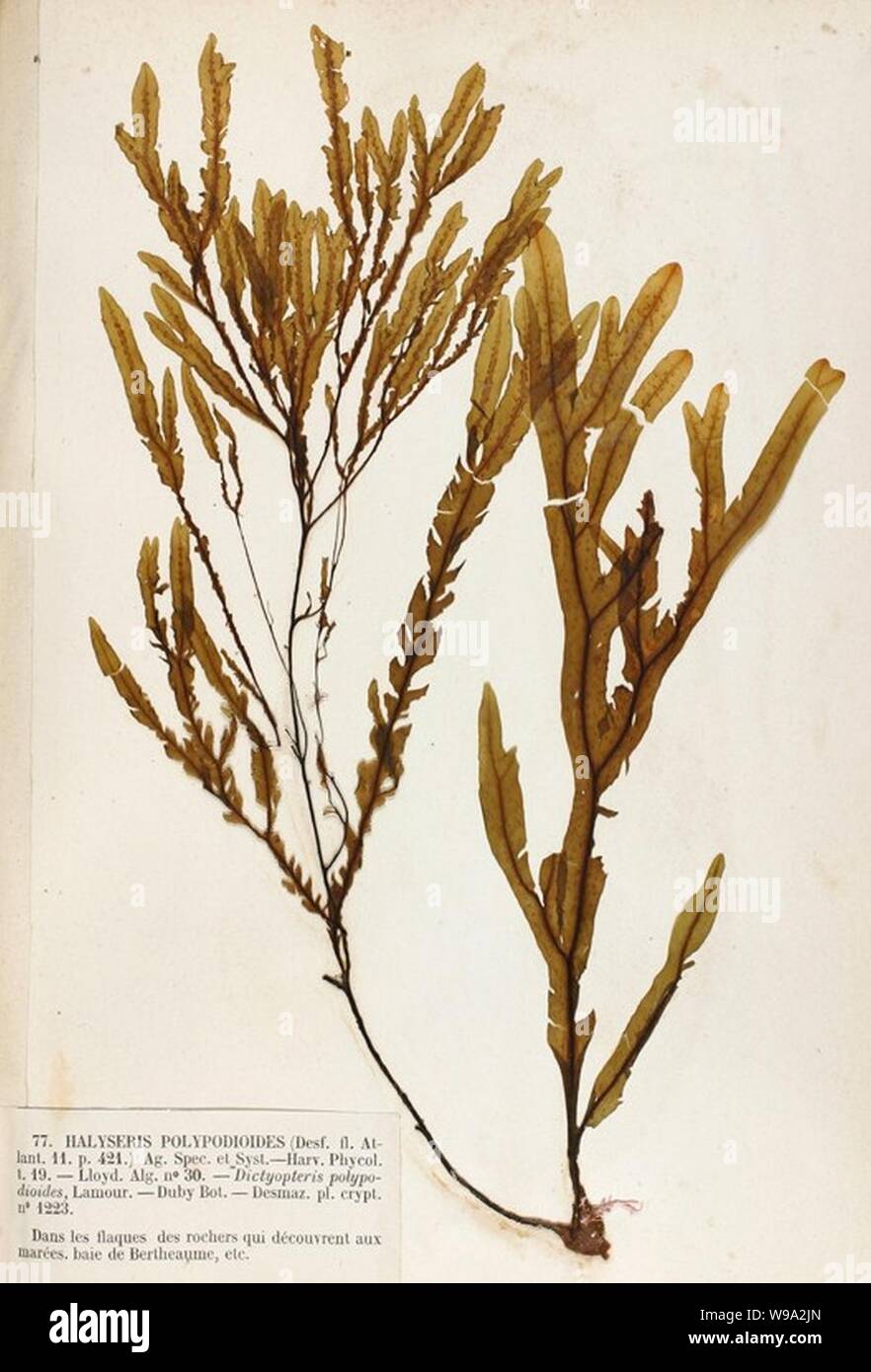 Dictyopteris polypodioides Crouan Stock Photo Alamy