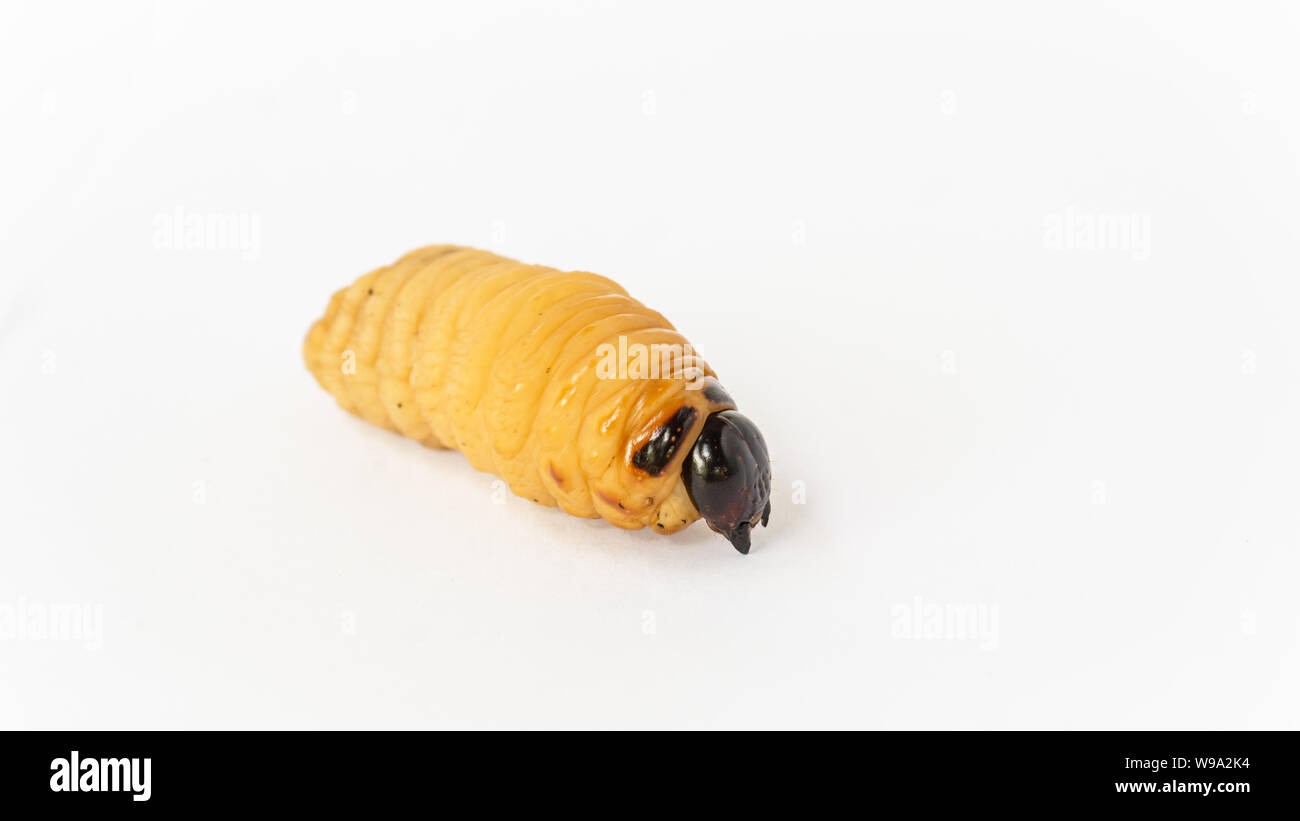 Rhynchophorus ferrugineus on white bavkground Stock Photo - Alamy