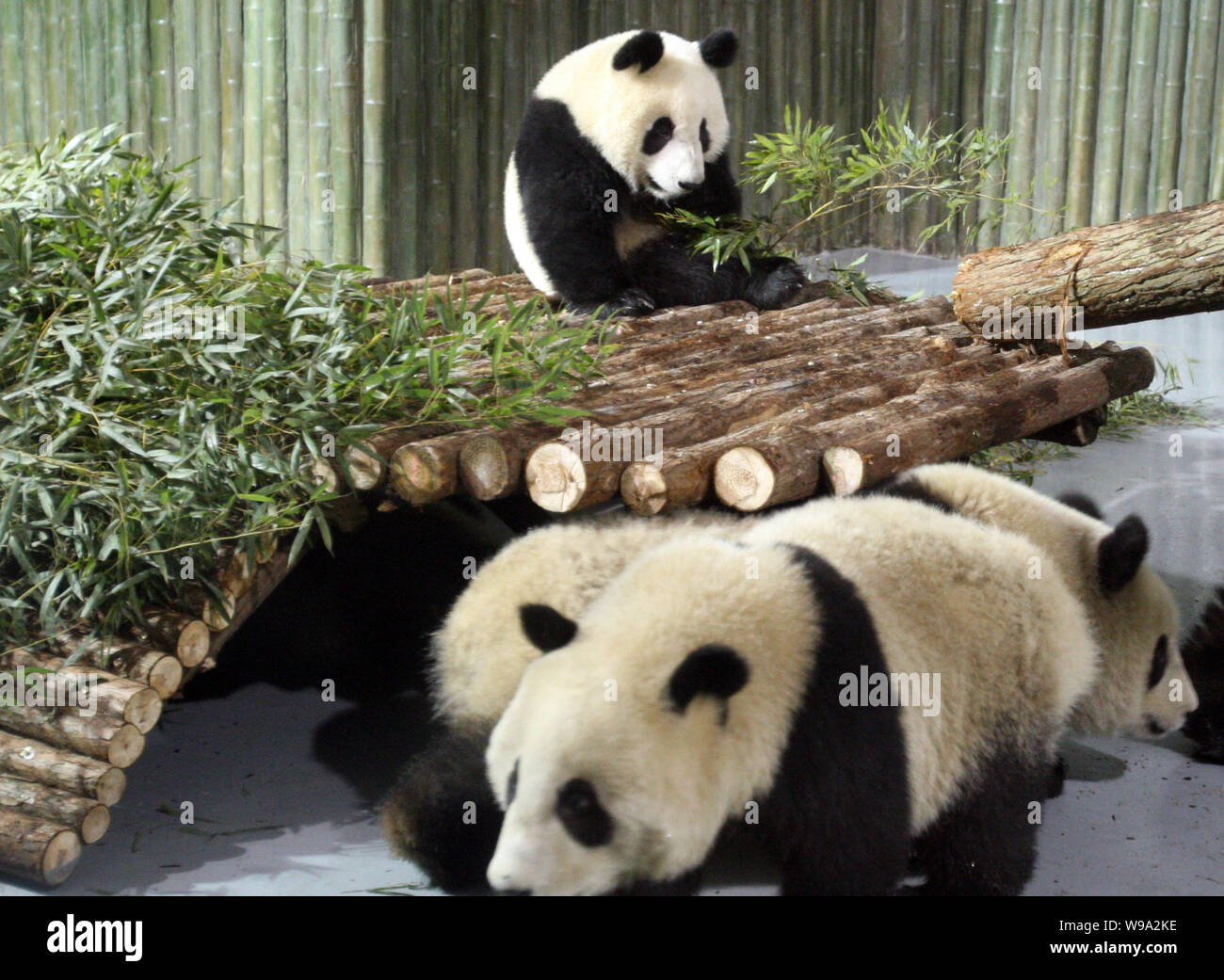 Giant pandas from Bifengxia Base of the Wolong Giant Panda Reserve Center have fun at the Shanghai Zoo in Shanghai, China, Tuesday, January 5, 2010. Stock Photo