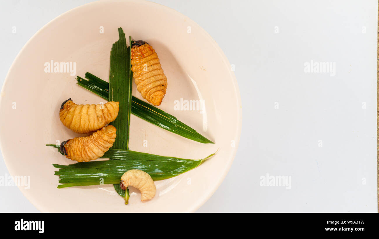 Rhynchophorus ferrugineus larva hi-res stock photography and images - Alamy
