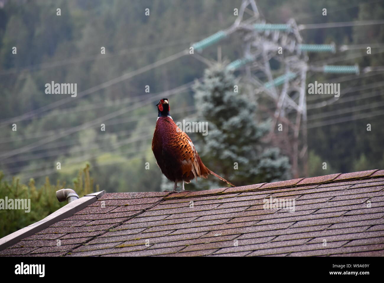 Fasan, Phasianus colchicus, Vogel, Vogelart, Huhn, Hühnervogel, Gefieder, Federn, Morgen, Morgendämmerung, Dämmerung, Balz, Dach, Hausdach, Pracht, pr Stock Photo