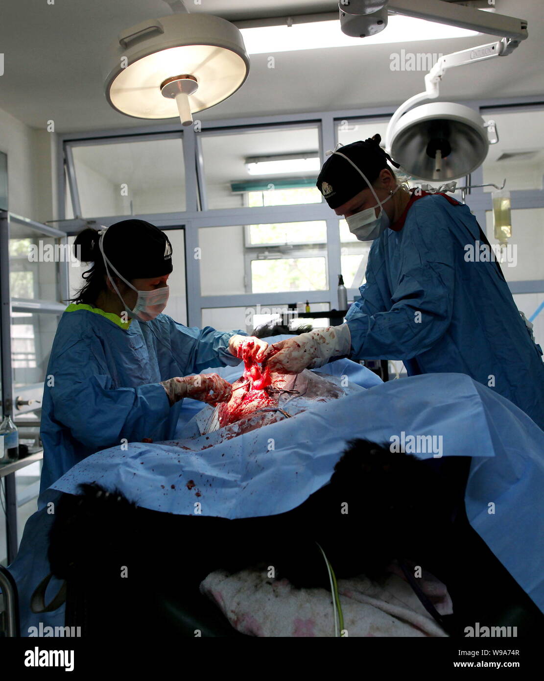 Staff from the Animals Asia Foundation operate on the female bear Kylie to remove two tumours from her body at a bear rescue center in Chengdu city, s Stock Photo
