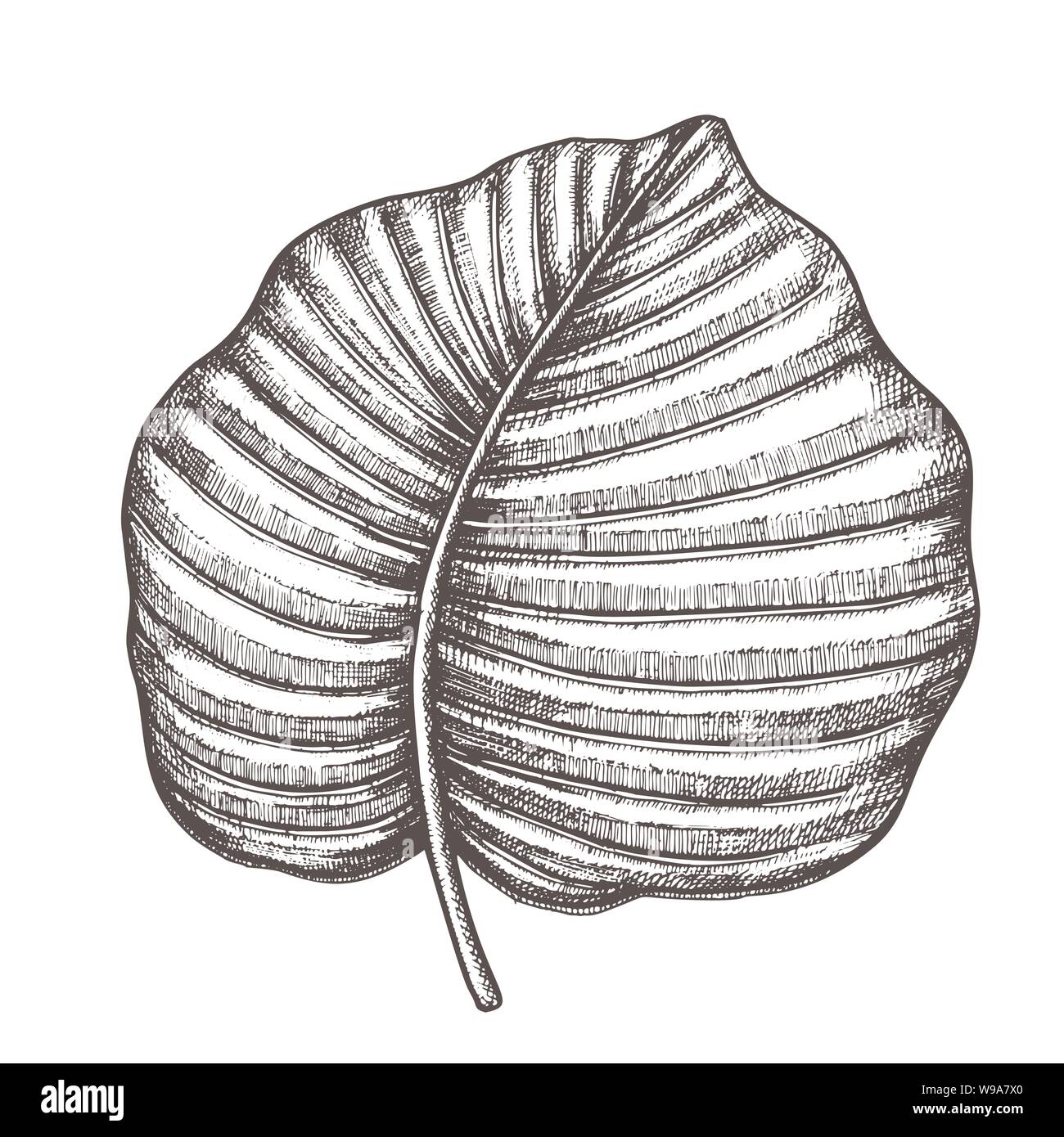 Anthurium Regale Tropical Leaf Hand Drawn Vector Stock Vector