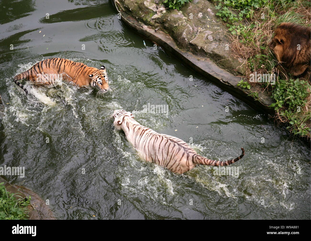 A lion watches a white Bengal tiger and a Siberian tiger staring at each  other in