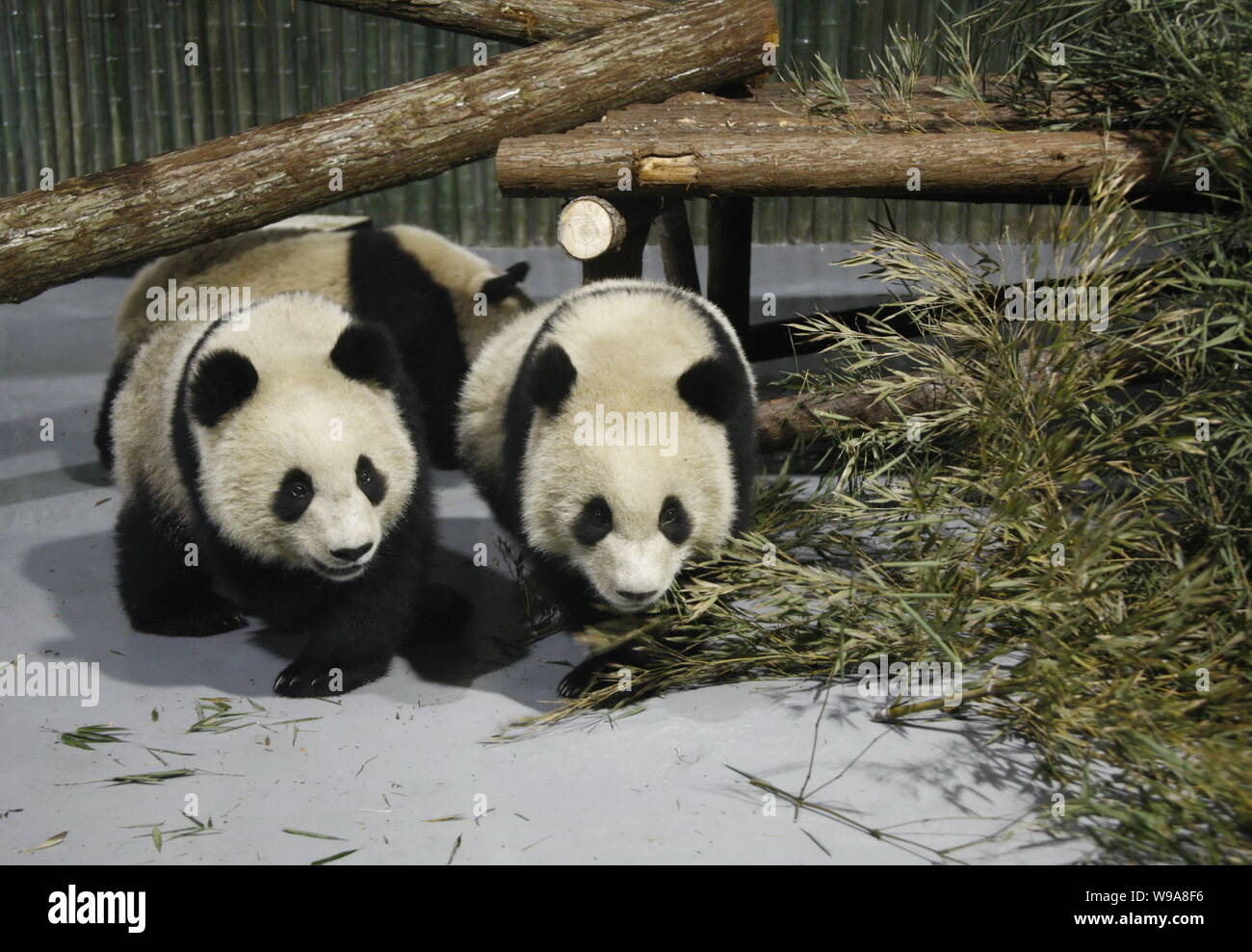 Giant pandas from Bifengxia Base of the Wolong Giant Panda Reserve Center have fun at the Shanghai Zoo in Shanghai, China, Tuesday, January 5, 2010. Stock Photo