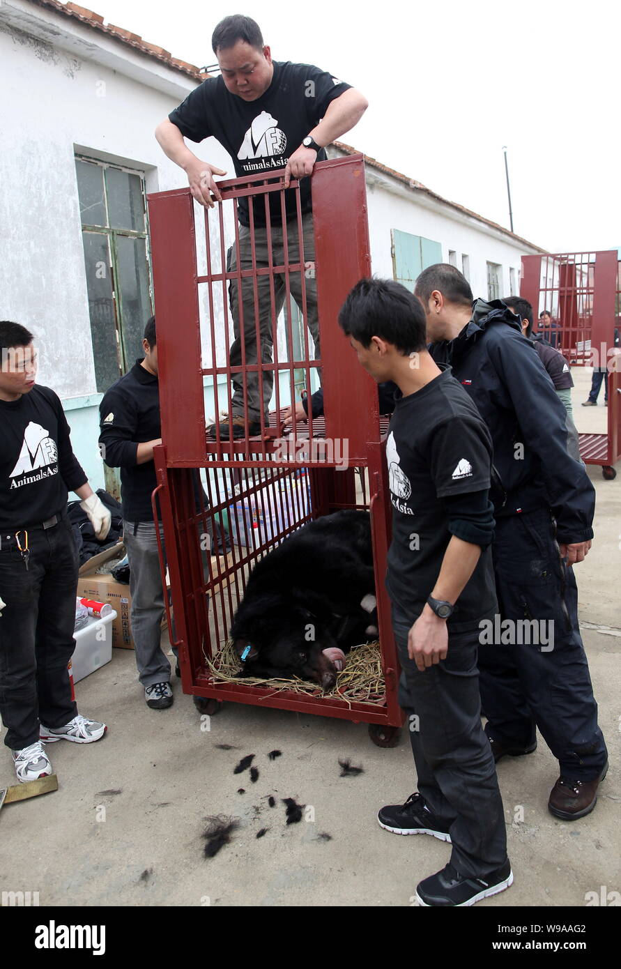 Staff from the Animals Asia Foundation try to move a narcotized bear out of the cage for an examination at a bear bile farm in Weihai city, east China Stock Photo