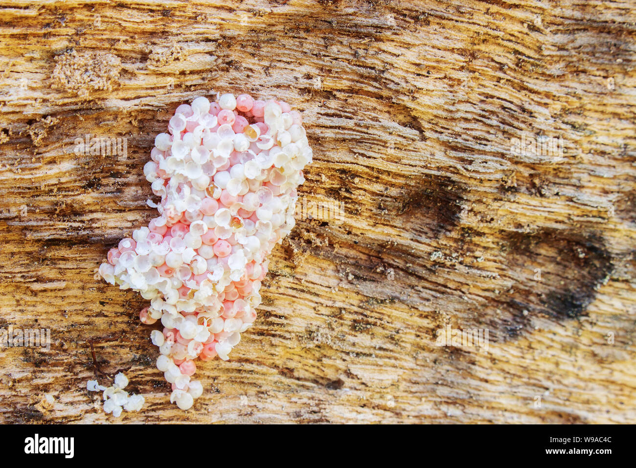 Closeup of already hatched egg of Pomacea maculata, a species of