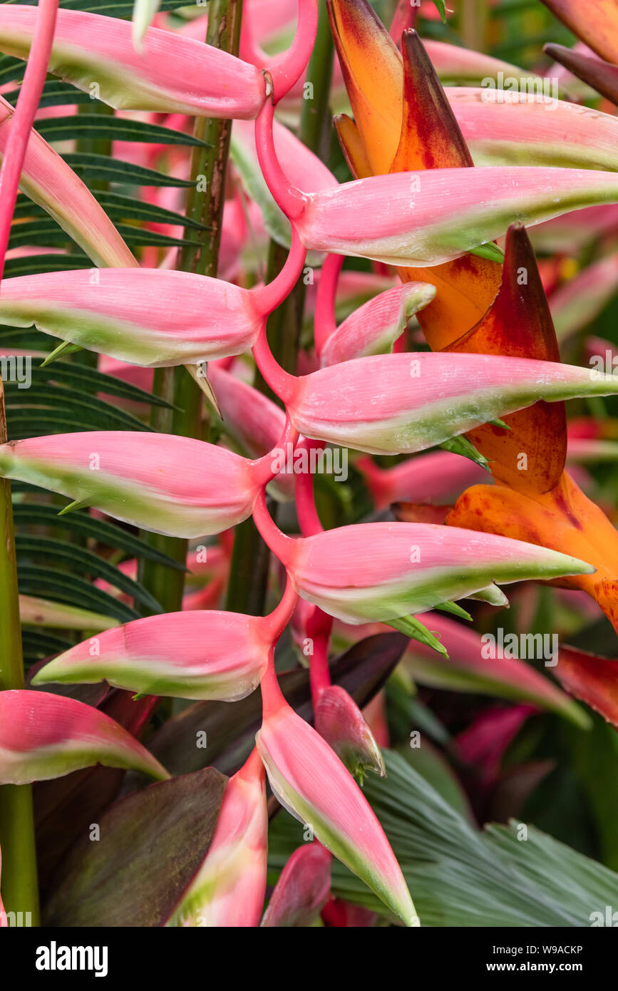 Heliconia or Lobster claws flower Stock Photo Alamy