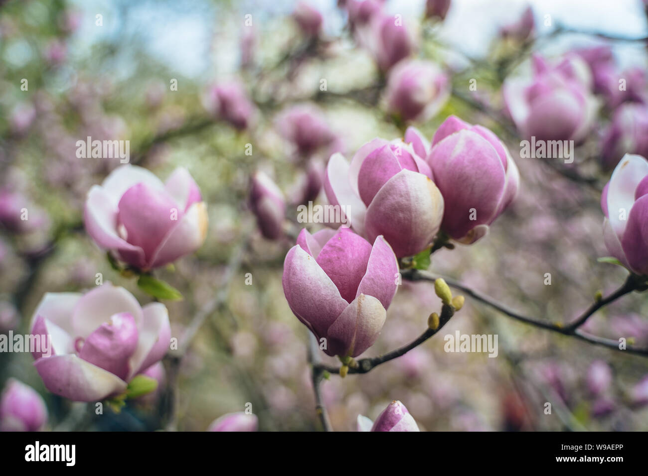 Flowers of pink magnolia. Magnolia tree blossom Stock Photo - Alamy