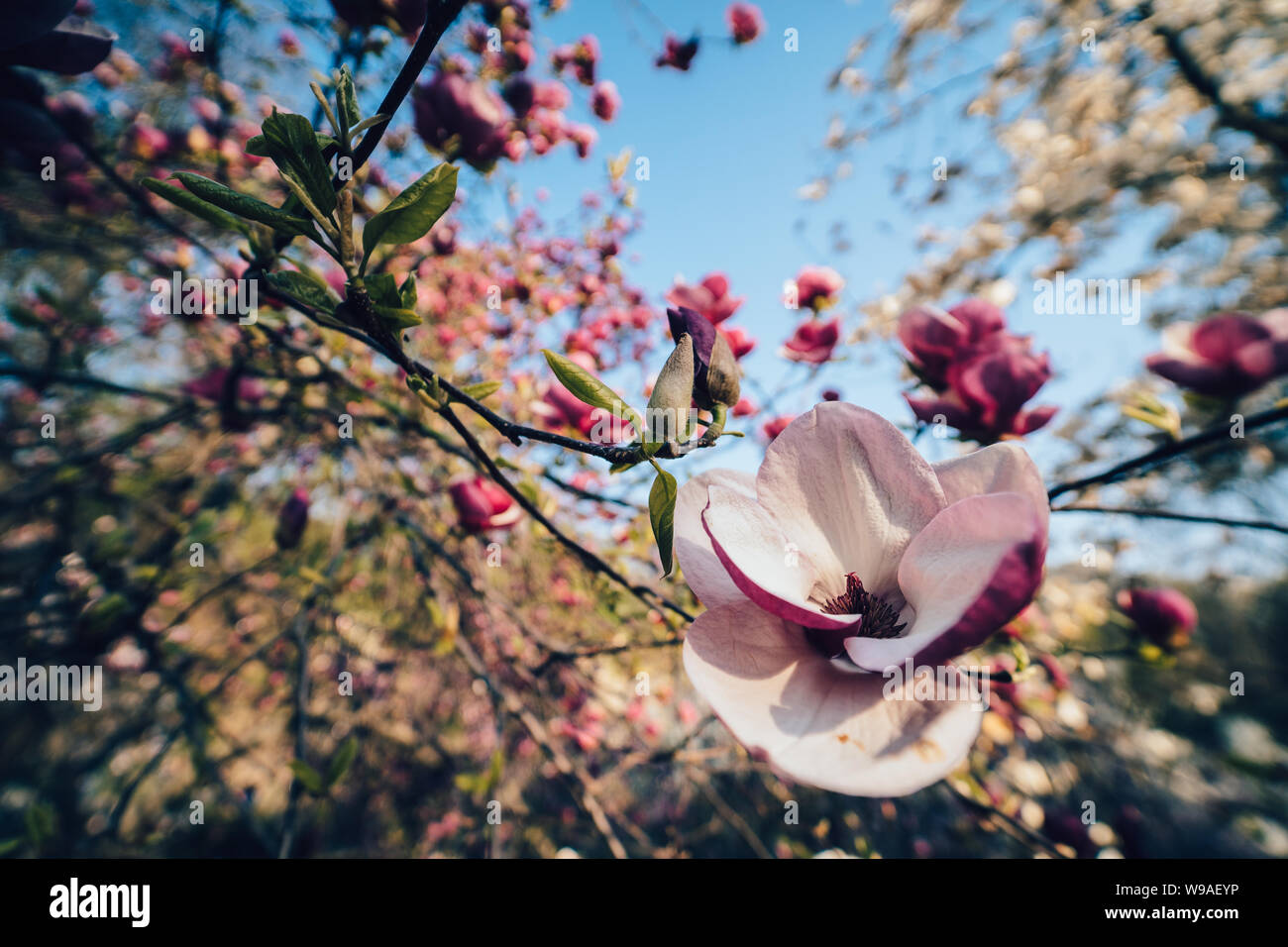 Flowers of pink magnolia. Magnolia tree blossom Stock Photo - Alamy
